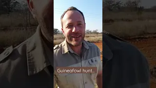 Guineafowl Hunt: Family Farm