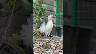 Have you ever heard a rooster crowing in slow motion? 😂😂😂