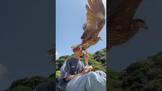 Falcon Steals Guy's Sandwich at the Beach