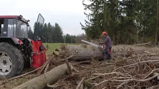 Sturmholz 1,4m Fichte aufarbeiten mit Stihl 056 und IHC Case940. Cutting big trees after a windthrow