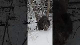 Дикий кабан вышел на дорогу