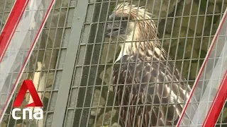 Jurong Bird Park unveils new eagle exhibit