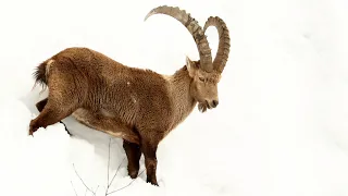 Ibex Surviving in the French Alps | French Alps 🌎 🇫🇷 | Wild Travel | Robert E Fuller