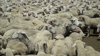 Студент из Хасавюрта вместе с друзьями активно помогает своей семье при перегоне овец