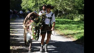 Viehscheid in Oberstdorf 2022: Schumpen kommen am Scheidplatz an