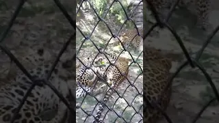 WWF tiger in nanital zoo