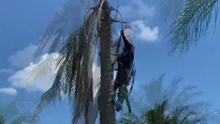 How to save a dying palm tree￼