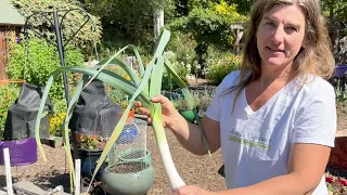 Growing Top-Quality Leeks From Seed