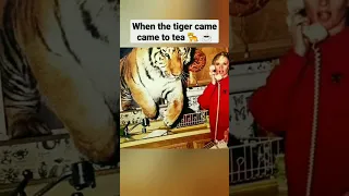 Tippi Hedren on the phone as her pet tiger Zoe jumps through the kitchen  in, California, 1994