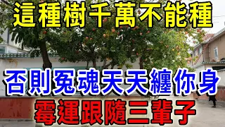 家中有樹旺風水，但這種樹千萬不能種！否則冤魂天天纏你身，霉運跟隨三輩子！ |一禪語 #運勢 #風水 #佛教 #生肖 #佛語禪心