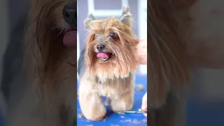 Yorkshire terrier long hair scissor grooming ❤️