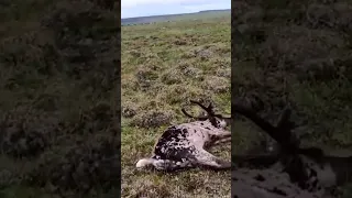 Пастух оленевод нашёл лежащего оленя #reindeer #deer