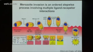 Cowman A (2016): Function of human and malaria proteins in red blood cell invasion