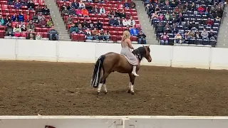 Liberty Freestyle performance at Equine Affair
