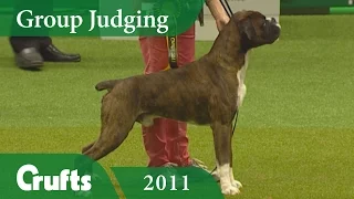 Boxer wins Working Group Judging (Again!) at Crufts 2011 | Crufts Dog Show