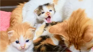 Tiny Kittens are very hungry after fighting so hard, so cute