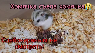 Хомячок умер/ Хомячиха съела хомячка/ Слабонервным не смотреть!!!