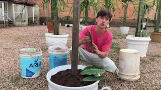 Como plantar PITAYA no Vaso - APRENDA FACIL PLANTAR PITAYA NO VASO