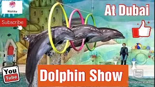 Amazing Dolphin Show | Dubai |  Nishiku