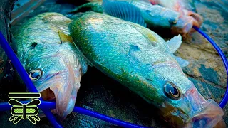 FISHING for CRAPPIE in a MUDDY CREEK‼️ (a heavy rain will stop the Crappie Bite in the Creeks)