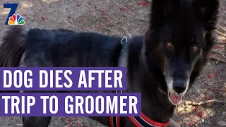Dog Dies After Trip to Groomer's | What's Up?