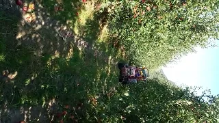 14 August 2023 Apple picking in the biggest Apple fiend in Bolzano Italy