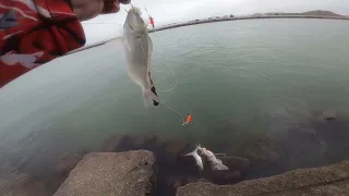 My friends first gulf coast fishing experience, Packery channel, Corpus Christi Texas