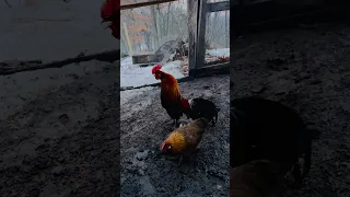 Rooster mating chicken