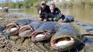 Massive Catfish in several French Rivers - HD by Catfishing World