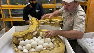 How Many Eggs!?