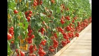 Секрет Раскрыт! Посев Томатов От Профессионала.