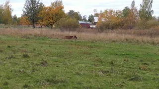 ЧП в хозяйстве! Встал желудок у коровы! Что помогло! Вот такая деревенскаяжизнь!