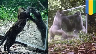 Funny animal pranks: Wildlife photographer puts huge mirror in jungle, comedy ensues - TomoNews