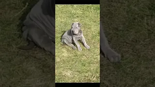 Красота😍 Шарпей. Beauty 😍 sharpei