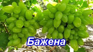 Бажена 25.08.2020