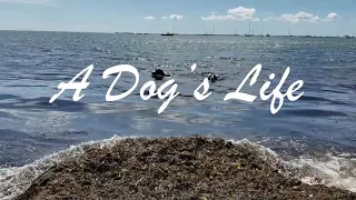 A Dog's  Life