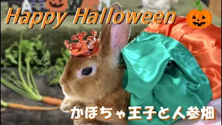 Happy Halloween　かぼちゃ王子と人参畑【チャップ・ダンダンウー】