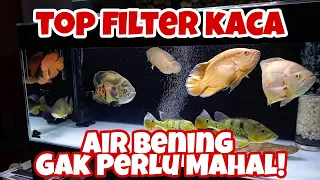 #TIPS Top Filter Kaca Aquarium Ikan Predator | Oscar | Peacock Bass #BudyTank #FilterAquarium