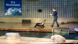 Mystic aquarium|first day(sea-lion show)