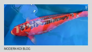 Modern Koi Blog #5158 - Shusui 74cm mit weltklasse Rot und ein starker Ginrin Showa 69cm