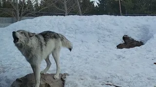 Yellowstone Grizzly & Wolf Discovery