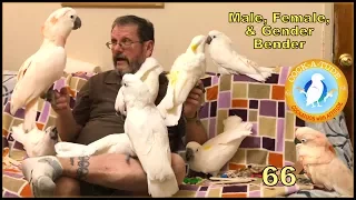 You, your parrot, and sex | Ep.66: Males and Females | Cockatude: Cockatoos with Attitude