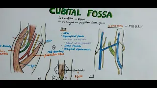CUBITAL FOSSA || Boundaries || Contents || Clinical Importance | Easy Explaination