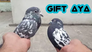 Chena Kabootar Bandh Ankh Ka Or Zakh Chena Gift Aya || Hashim Mahmood Pigeons