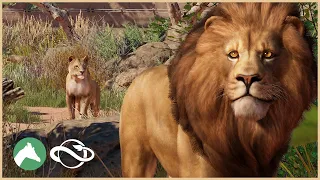 Lion Habitat | Desert Adventure Park | Planet Zoo