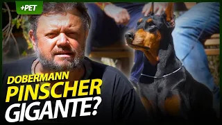 O PODEROSO E INTIMIDADOR DOBERMANN | EP.1 | CRIAÇÃO E CRIADOR