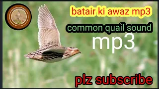 batair ki awaz mp3//common quail sound mp3//@Sawalhunting-sn9vs