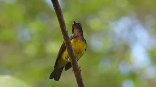 Brown-throated Sunbird Male Call | Jurong Lake Gardens | Singapore | Cute Birds | Bird Watching