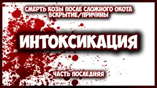 Что делать если коза не может родить? Тяжелый окот. Коза не разродилась