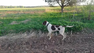 Wyżeł wystawia cwanego bażanta kurzhaar (gsp)